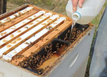 Arıların Beslenmesi