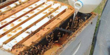 Arıların Beslenmesi