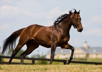 At Sahiplenirken Dikkat Edilmesi Gereken Hususlar