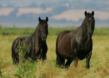 Atlarda Hiperlipidemi Hastalığı