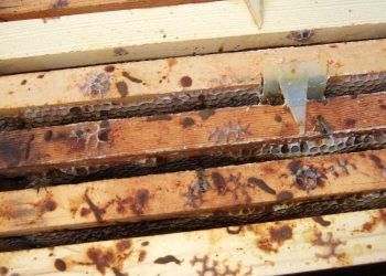 Bal Arılarında Nosema Hastalığı