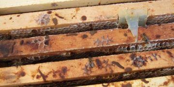 Bal Arılarında Nosema Hastalığı