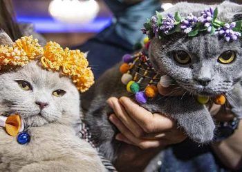 Başkentte Kedi Güzellik Festivali düzenlendi