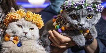 Başkentte Kedi Güzellik Festivali düzenlendi