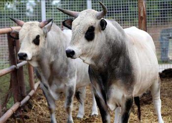 Boz sığır klon sürüsü çoğalıyor