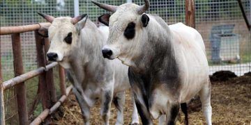 Boz sığır klon sürüsü çoğalıyor