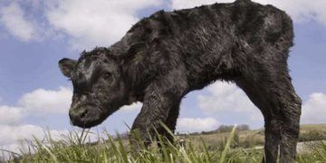 Buzağılarda Ikınma