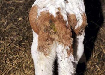 Buzağılarda Salmonellosis