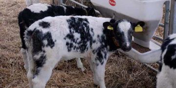 Buzağılarda Su Zehirlenmesi