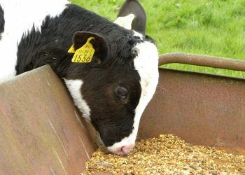 Buzağılarda Sütle Besleme Döneminde Kullanılan Çeşitli Besleme Metotları