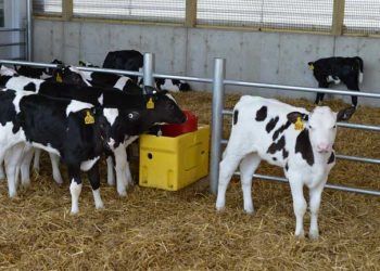 Buzağıları Sütten Kesme Yöntemi