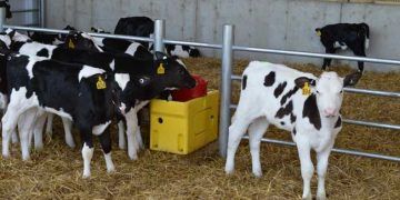 Buzağıları Sütten Kesme Yöntemi