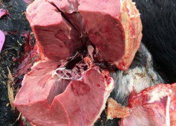 Danalarda Uyku Hastalığı