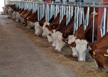 Devlet desteğiyle günde 2.5 ton süt üretiyor