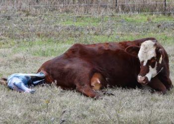 Doğum Yapan inekleri Gruplandırmak Neden Önemlidir?