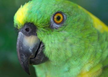 Evcil Kuşlarda Gaga Kesimi Nasıl Yapılır?