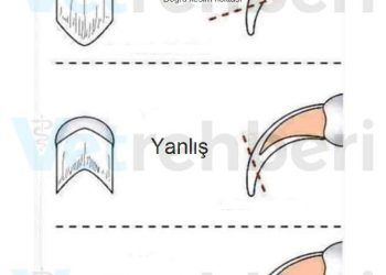 Evcil Kuşlarda Tırnak Kesimi Nasıl Yapılır?