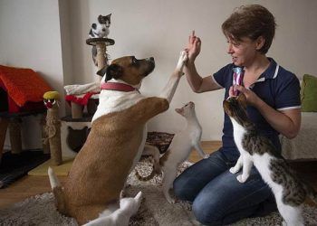 Hayatını evinde beslediği 50 hayvana adadı