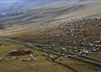 Hayvancılık desteklerinde yeni düzenleme yetiştiricileri sevindirdi