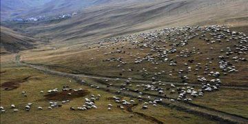 Hayvancılık desteklerinde yeni düzenleme yetiştiricileri sevindirdi