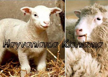 Hayvanlarda KLONLAMA