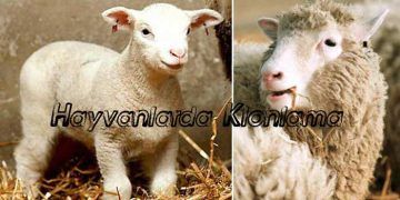 Hayvanlarda KLONLAMA