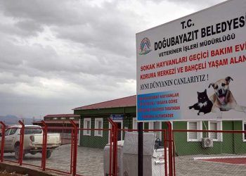 İki yılda 5 bin sahipsiz hayvana şifa dağıttı