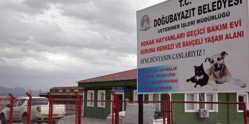 İki yılda 5 bin sahipsiz hayvana şifa dağıttı