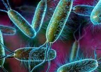 İneğin Doğumdan Sonra Yeniden Gebe Kalması!!!