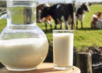 İneklerde Süt Verimindeki Düşüşün Başlıca Nedenleri?