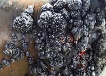 Ineklerde Yemek Borusu Kanseri