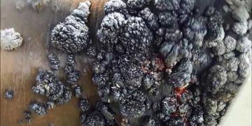 Ineklerde Yemek Borusu Kanseri