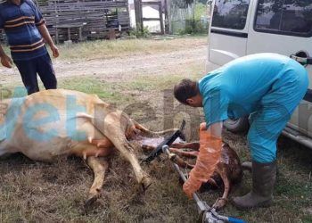 İnekte Doğum Anı - Cow Birth