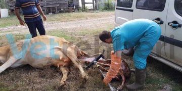 İnekte Doğum Anı - Cow Birth