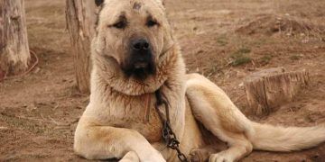 Kangallar sürüleri en iyi koruyacak bekçi köpekleri