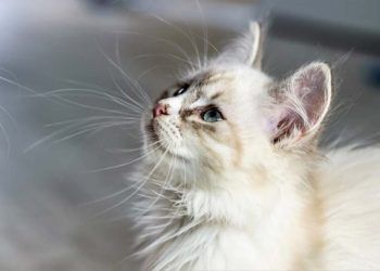 Kedilerde Hiperkalsemi