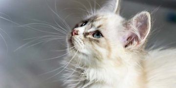 Kedilerde Hiperkalsemi