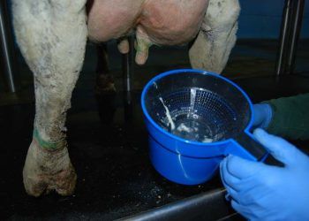 Klinik Mastitisin Süt Verimi Üzerine Etkisi