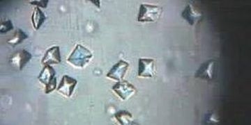 Köpekte İdrar Taşları Ameliyatı