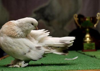 Kral 'a biçilen değer 100 bin lira