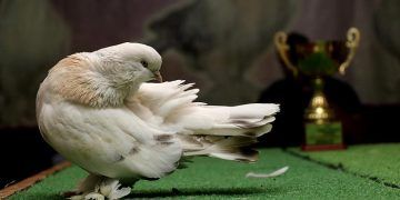 Kral 'a biçilen değer 100 bin lira