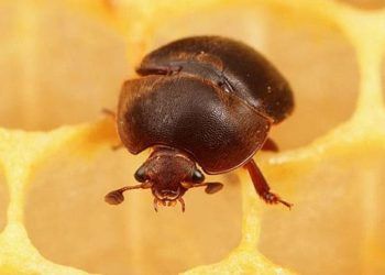 Küçük Kovan Böceği (KKB)