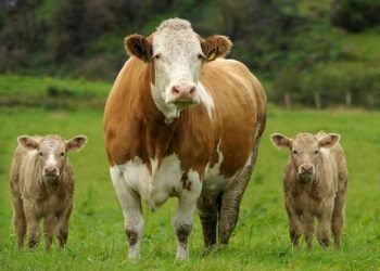 Mastitis Dölverimini Etkiler Mi?