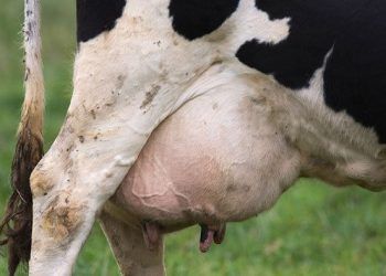 Mastitis Korunma Programı İçinde Aşı Yer Almalımıdır?