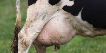 Mastitis Korunma Programı İçinde Aşı Yer Almalımıdır?