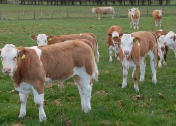 Mastitisin Döl Verimi Üzerine Etkisi