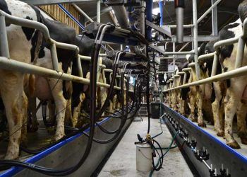 Mastitisin Önemi Konusunda İşletmelerde Yeterli Farkındalık Var Mı?