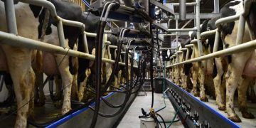 Mastitisin Önemi Konusunda İşletmelerde Yeterli Farkındalık Var Mı?