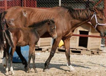 Ölüme terk edilen at yavrusuyla buluşturuldu
