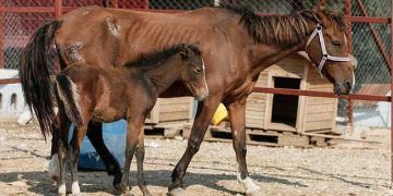 Ölüme terk edilen at yavrusuyla buluşturuldu